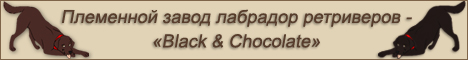 Племенной завод лабрадор ретриверов - «Black & Chocolate»
